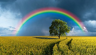 Regenbogen Feld Baum