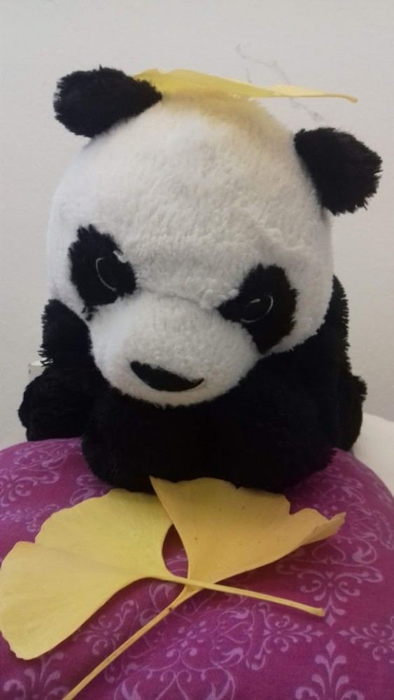 Kleiner Panda