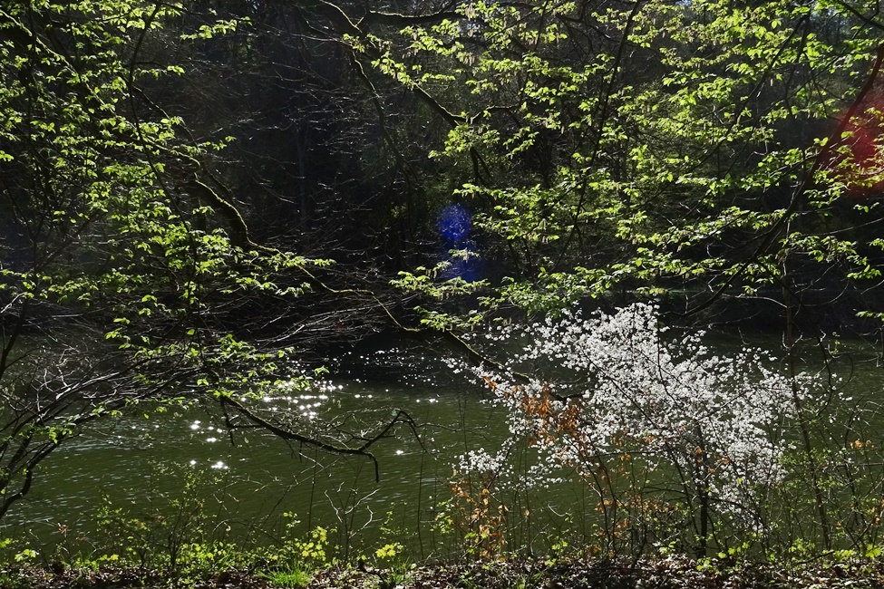 Unter dem Blätterdach – Anne Schneider