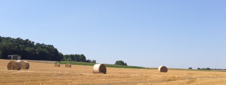 Sommer, das Korn wird eingefahren