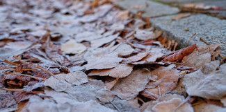 Herbstlaub am Straßenrand