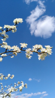 Obstblüte, blauer Himmel