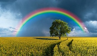 Regenbogen Feld Baum