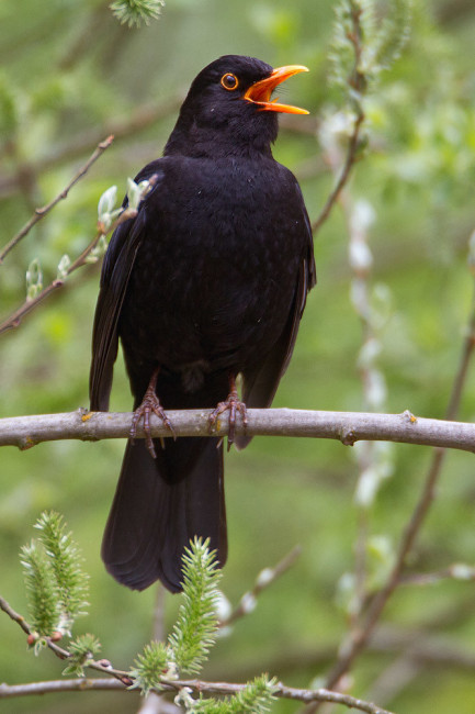 Amsel singend von Kevin B. Agar – www.flickr.com/photos/7482089@N04/